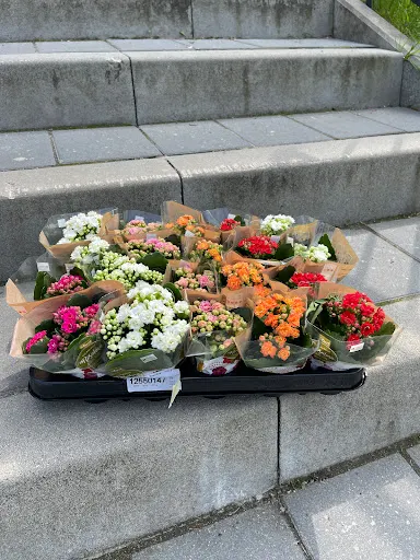 Kwiaciarnia Salon Kwiatowy Opole